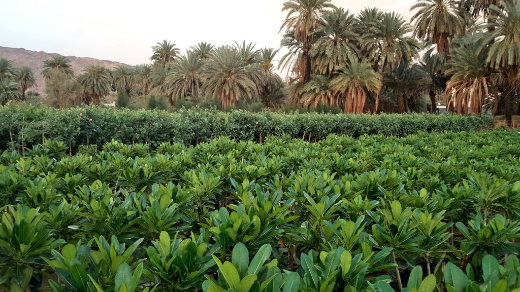 Nursery services in Yanbu KSA